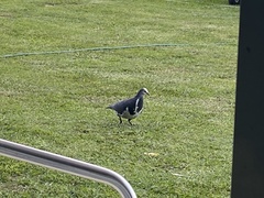 Leucosarcia melanoleuca