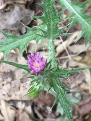 Carduus pycnocephalus