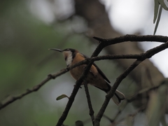 Acanthorhynchus tenuirostris