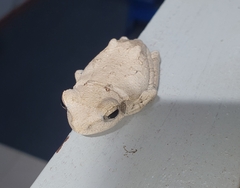 Chiromantis xerampelina