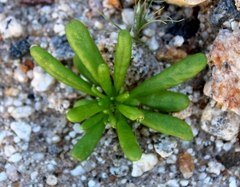 Cistanthe ambigua