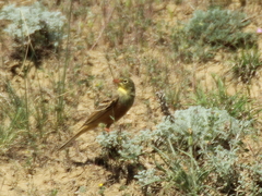 Emberiza hortulana