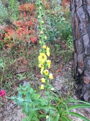 Verbascum virgatum