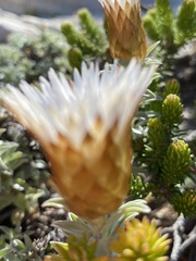 Helichrysum retortum