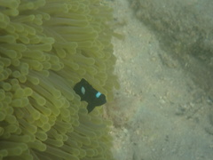 Dascyllus trimaculatus