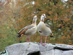 Alopochen aegyptiaca