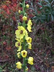 Verbascum virgatum