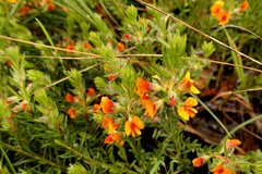 Pultenaea humilis