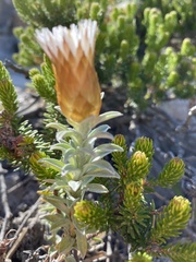 Helichrysum retortum