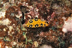 Phyllidia ocellata