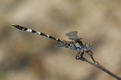 Progomphus borealis