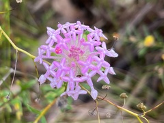 Pimelea rosea