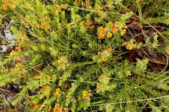 Pultenaea humilis