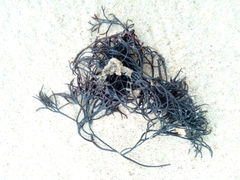 Furcellaria lumbricalis