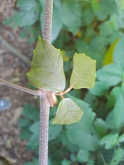 Rhoicissus rhomboidea