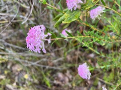 Pimelea rosea