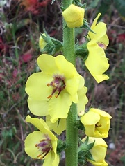 Verbascum virgatum