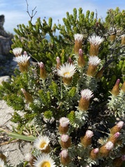 Helichrysum retortum