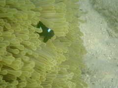 Dascyllus trimaculatus