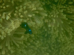 Dascyllus trimaculatus