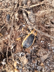 Ectrichodia crux