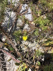 Osteospermum subulatum