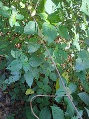 Rhoicissus rhomboidea