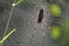 Nephila kuhli