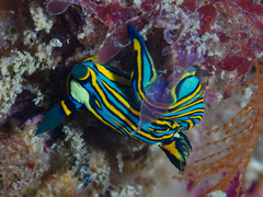 Tambja victoriae