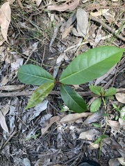 Glochidion ferdinandi