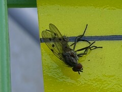 Anthomyia punctipennis