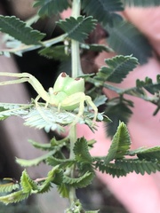 Sidymella rubrosignata