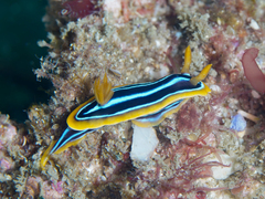 Chromodoris kuiteri