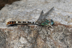 Erpetogomphus lampropeltis natrix