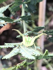 Sidymella rubrosignata