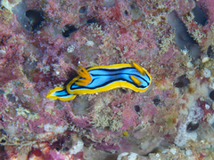 Chromodoris elisabethina