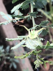 Sidymella rubrosignata