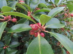 Ternstroemia