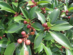 Ternstroemia