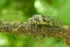 Psococerastis gibbosa