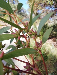 Eucalyptus petrensis