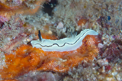Nudibranchia