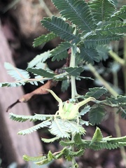 Sidymella rubrosignata