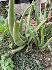 Aloe vera