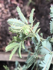 Sidymella rubrosignata