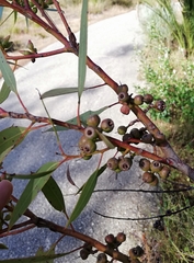 Eucalyptus petrensis