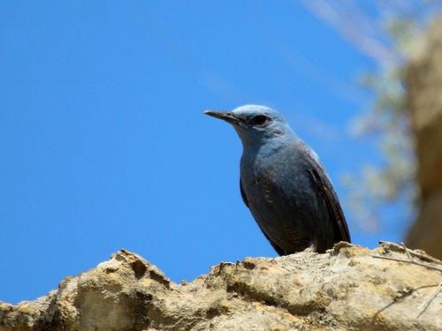 Roquero solitario (Monticola solitarius)