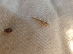 Stathmopoda