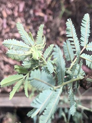 Sidymella rubrosignata