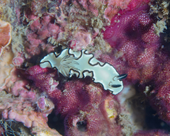 Nudibranchia